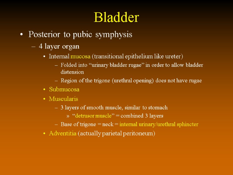 Bladder Posterior to pubic symphysis 4 layer organ Internal mucosa (transitional epithelium like ureter)